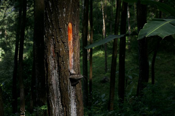 Red pine sap being collected in dark forest