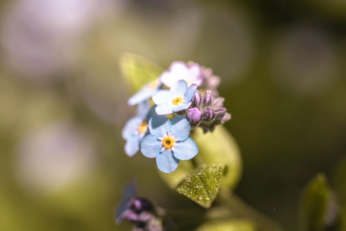 Small light blue flowers growing in bush