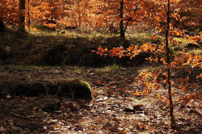 Beautiful golden forest in autumn