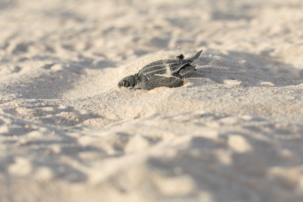 Baby turtle crawling on sand to water