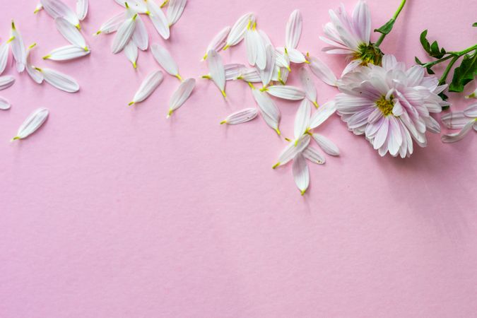 Floral concept with Chrysanthemum on baby pink background