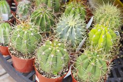 Outdoor Shop of Succulents