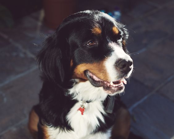 Cute bernese dog in the sun outside