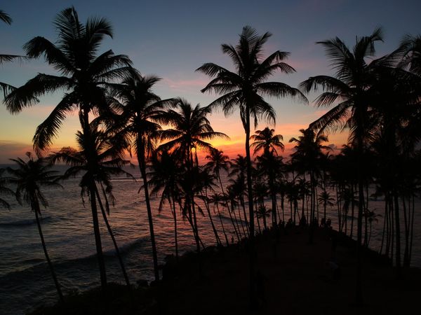 Silhouette of coconut trees during sunset in Mirissa, Sri Lanka