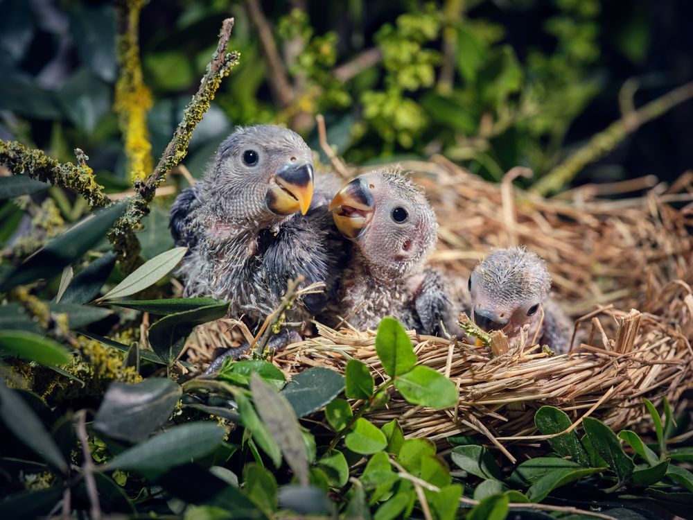 Cute lovebirds in nest among green plants
