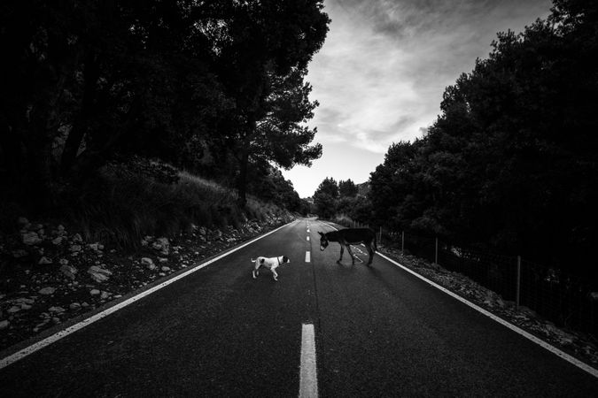 Dog and donkey on countryside road