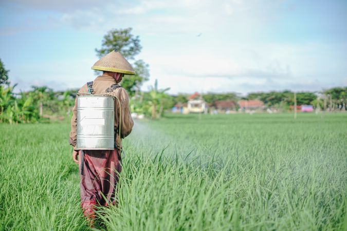 Mature Asian male farmer spraying pesticide on rice green field