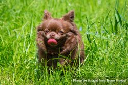Brown chihuahua puppy on green grass field 5pZewb