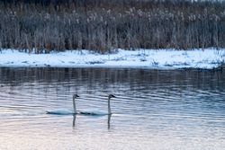 Trumpeter Swans landing on Big Sandy Lake in McGregor, Minnesota