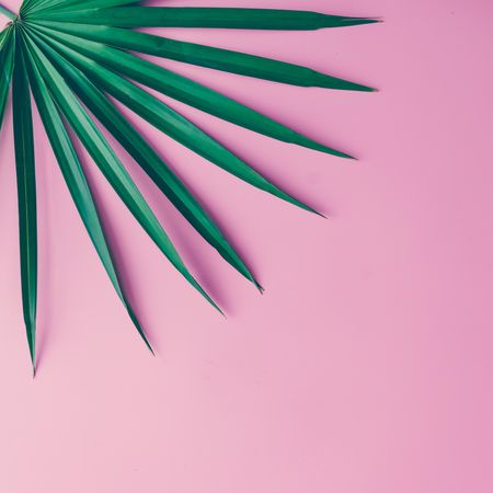 Tropical leaf on pink background