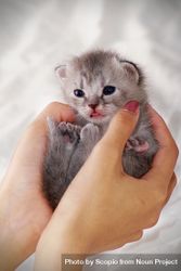 Person holding gray kitten 4AXB85