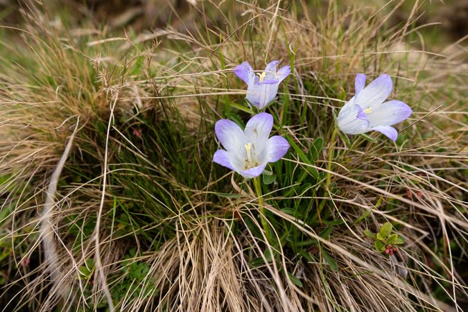 Scottish bluebell wildflowers in dry grassy terrain.