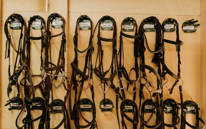 Set of bridles on wall