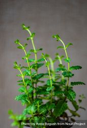 Fresh moroccan mint plant 4mWEXv