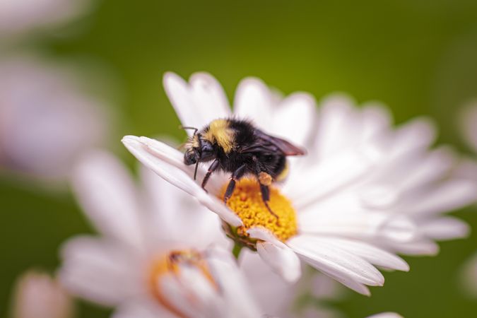 Bee perched on daisy flower