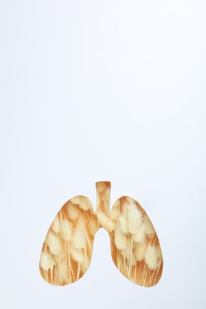Vertical image of lung shape cut out of paper with dried rabbit tail underneath