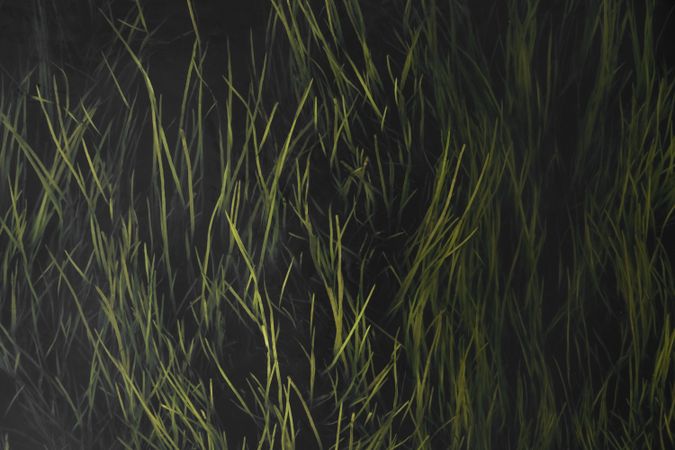 Oblong juicy grass on dark background