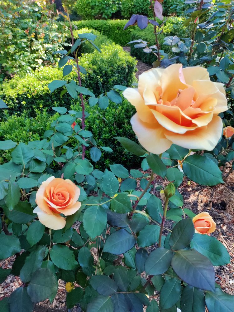 Orange rose bush in the wild