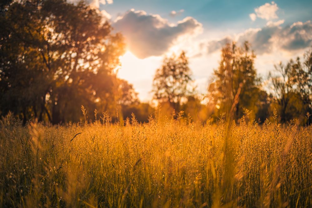 Long grass field surrounded by trees