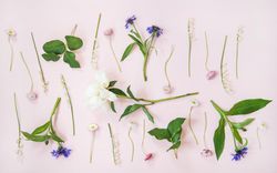 Lily of the valley, cornflowers, daisies peonies over pastel powder pink, vertical