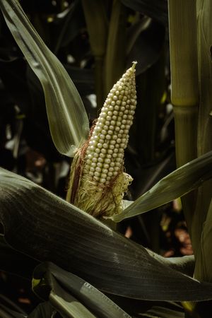 Fresh green corn in leaves