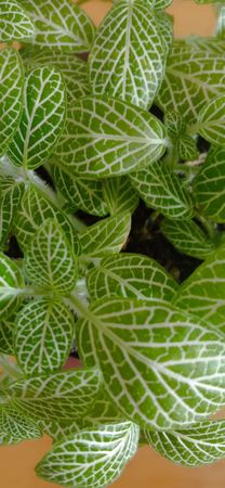 natural plant in the pot