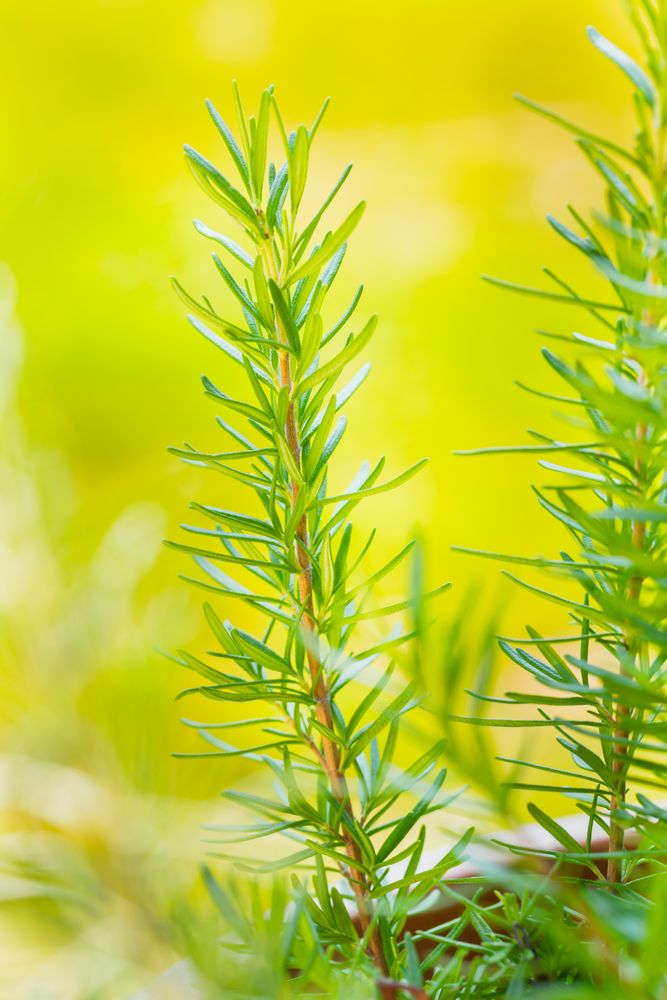 Organic Raw Italian Rosemary Sprigs