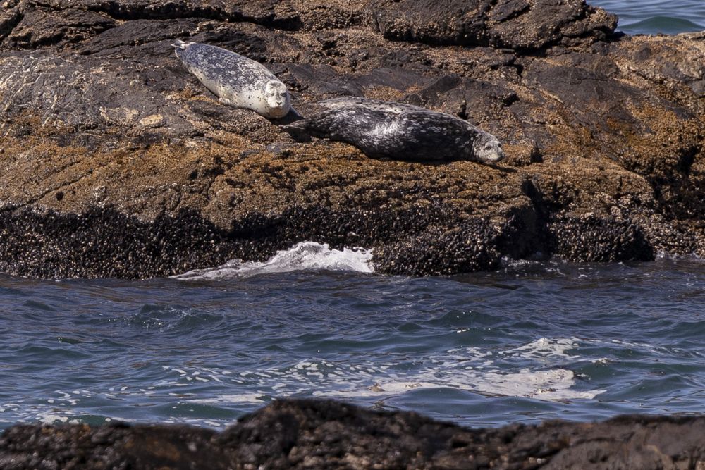 Two seals basking in the sun on rocky shore