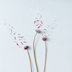 Three pink flowers with petals blown off on light  background