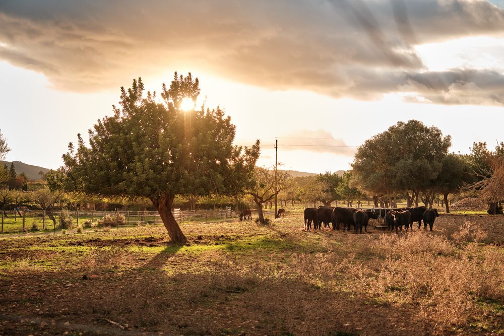 Herd of cows grazing in countryside