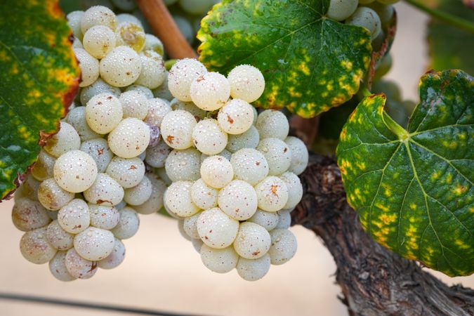 Vineyard with Lush, Ripe Wine Grapes on the Vine Ready for Harvest