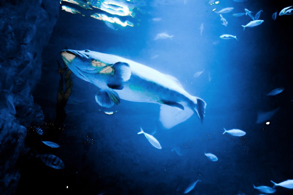Low angle view of fish under water