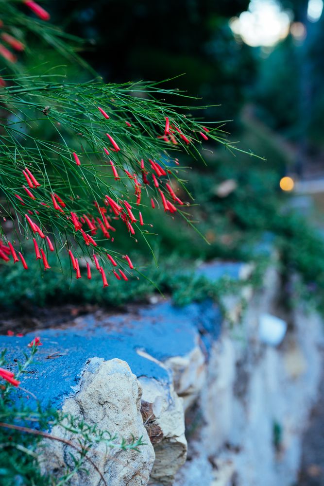 Close up of firecracker plant near rock wall