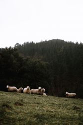 Sheep grazing in the mountain
