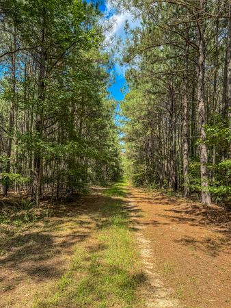 Back road through a Pine forest
