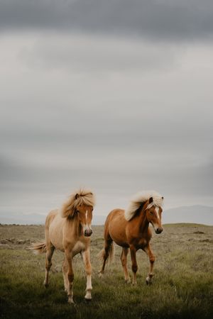 Two beautiful horses trotting in nature