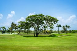 Lush green field with palms and trees