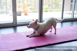 Cute chihuahua stretches on yoga mat and looks out window bDQxK0