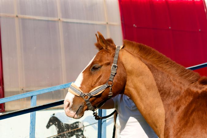Horse with harness looking aside