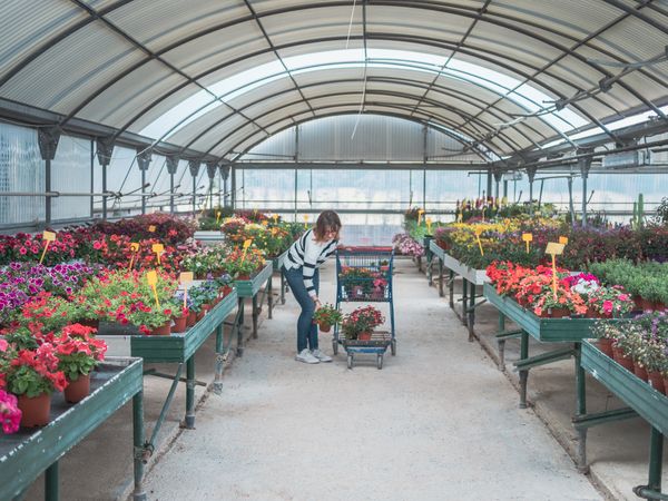 Female customer choosing flowers in greenhouse