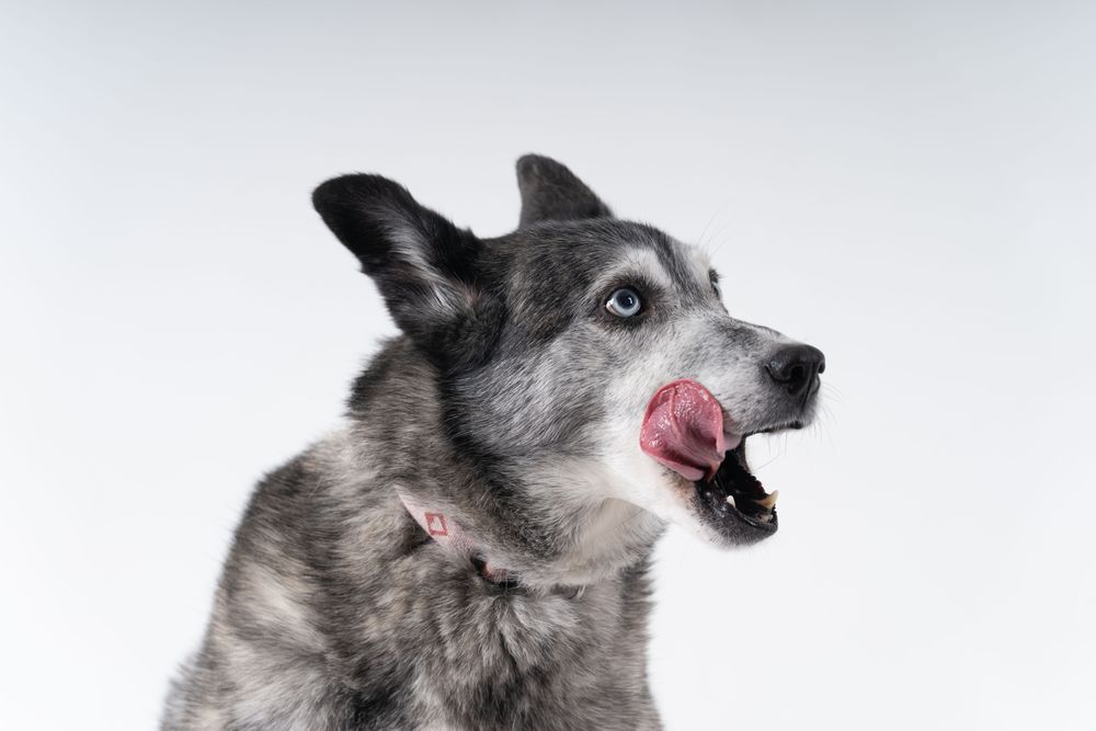 Side view portrait of Australian shepherd licking lips