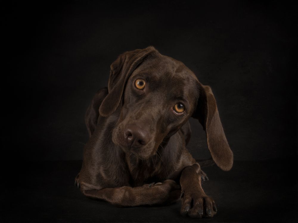 Adorable big-eyed dog on dark background