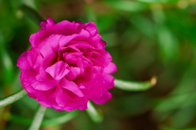 the vibrant beauty of Krokot mawar blossom