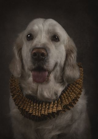 Beautiful friendly Golden Retriever in elegant ruff