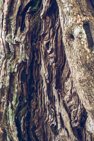Bark surface of tree trunk as background