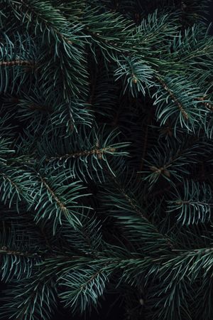 Christmas pine tree branches