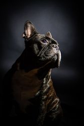 Old bulldog posing in studio