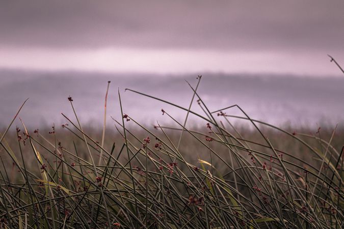 Close up of long grass on overcast day