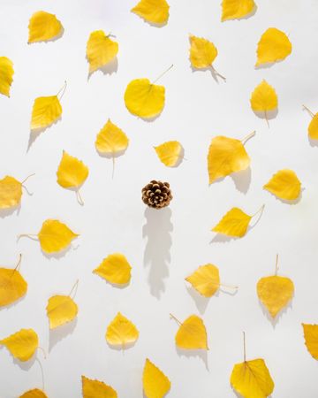 Pattern of yellow leaves with pinecone in the center