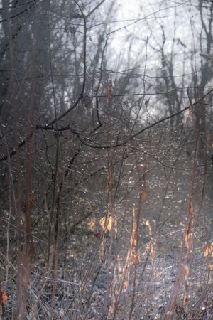 Young trees and spiderweb on an overcast day with autumn leaves, vertical